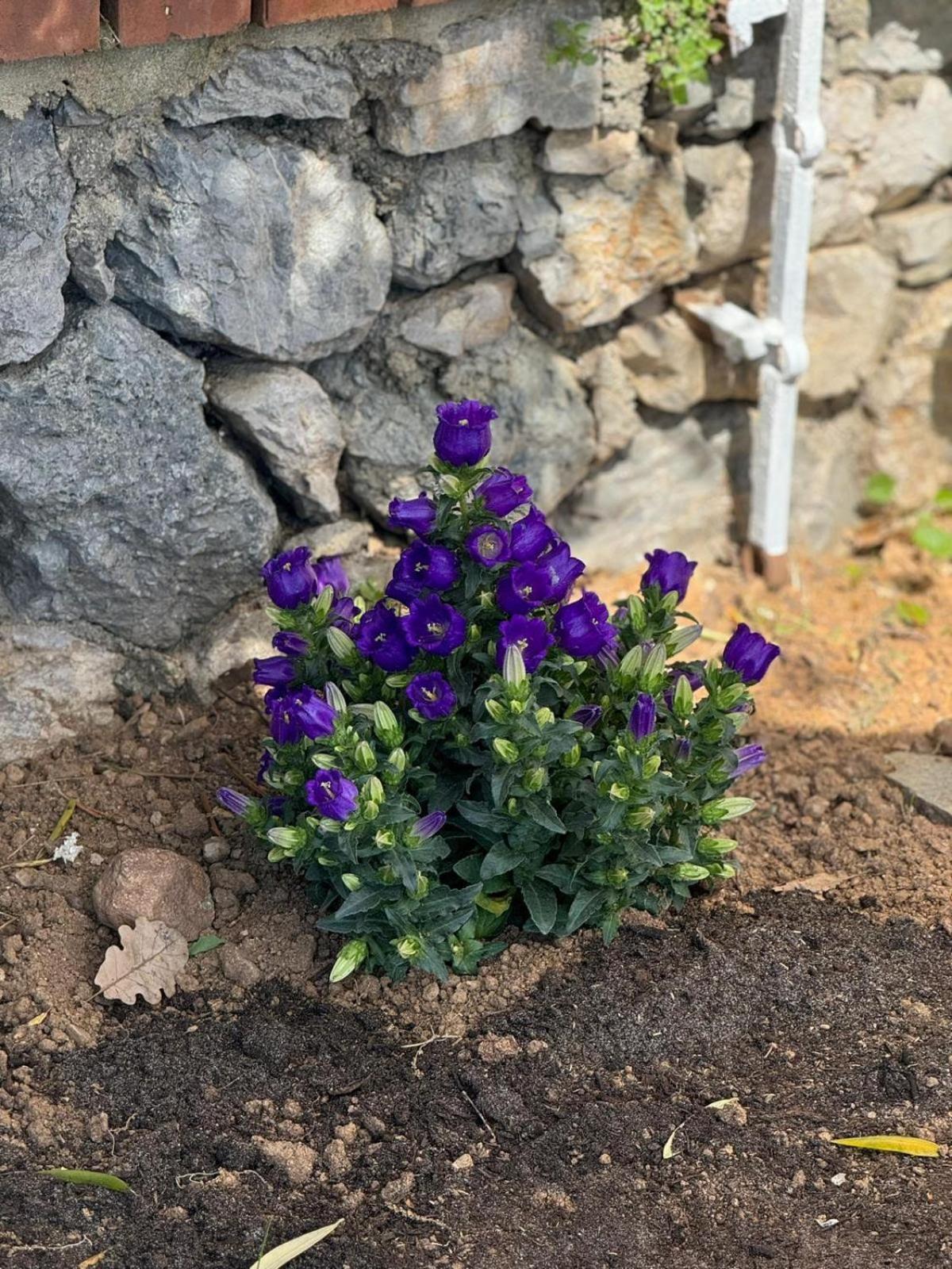 Bellavista Villa Savona Eksteriør billede